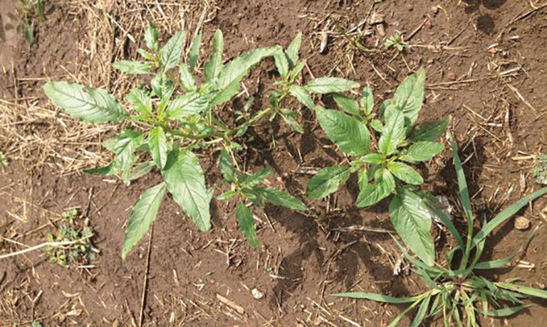 winning the battle against resistant weeds waterhemp weed
