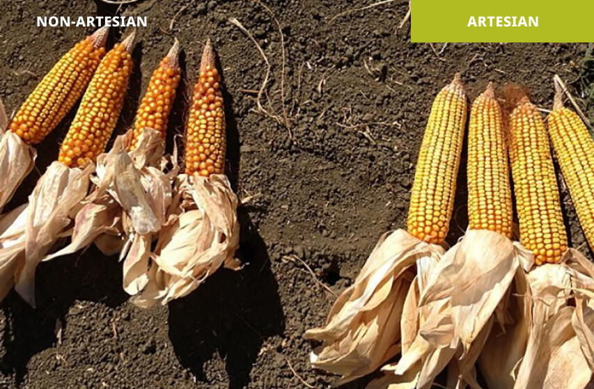 Non-Artesian hybrid (left) vs. Artesian hybrid (right) | Woodland, California 2013