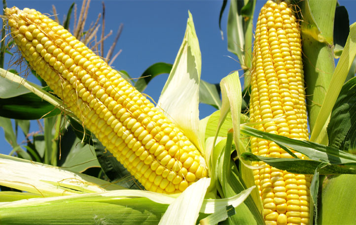 Grain Marketing and Biosafety