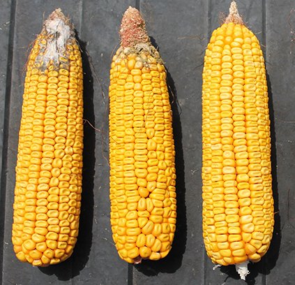 Hybrid with Agrisure Viptera compared to competitor hybrids