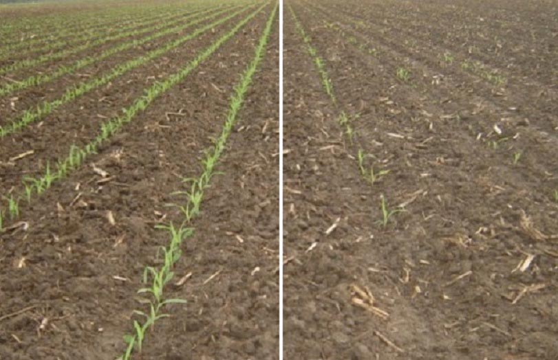 Field with Agrisure Viptera compared to field with competitor trait