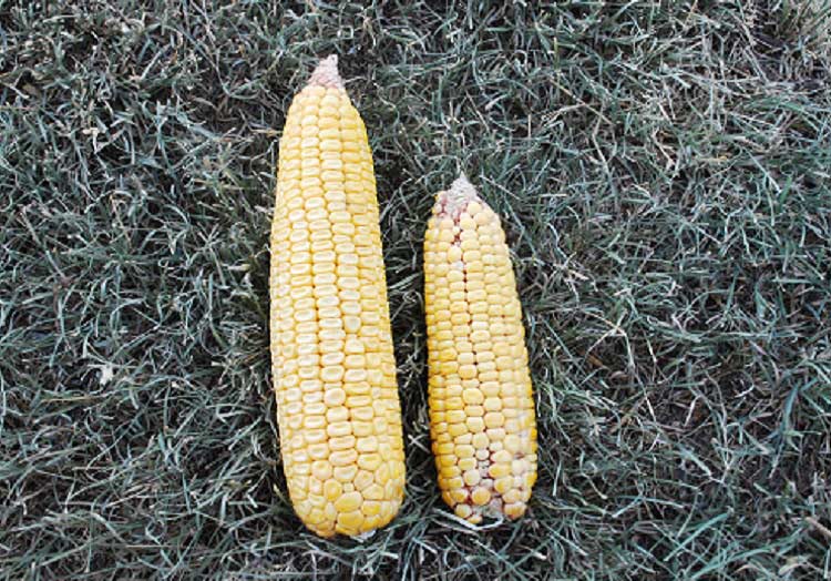 Harvested Agrisure Artesian corn hybrid next to harvested competitor hybrid