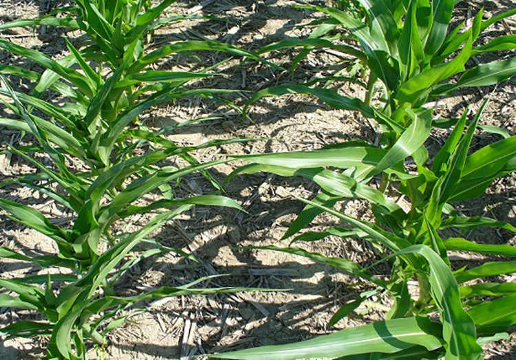 Agrisure Artesian corn hybrids planted next to competitor hybrids