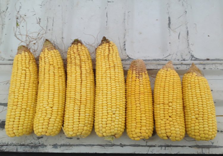 Harvested Agrisure Artesian corn hybrids next to harvested competitor hybrids