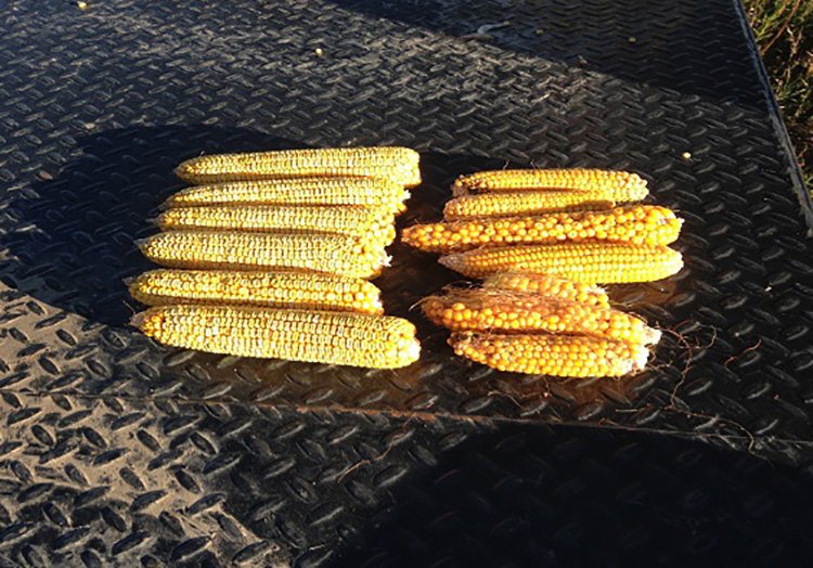 Harvested Agrisure Artesian corn hybrids next to harvested competitor hybrids
