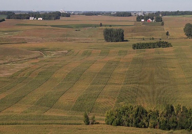 Field with alternating strips of Agrisure Artesian crops compared to competitor hybrid