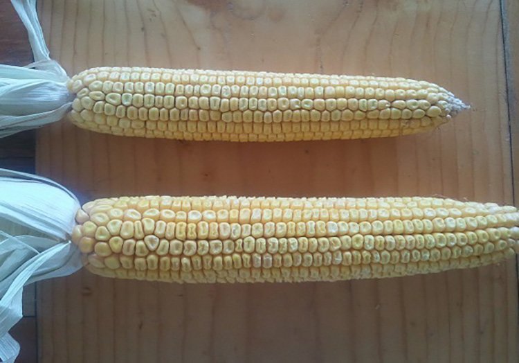 Agrisure Artesian corn hybrid on bottom and competitor hybrid on top