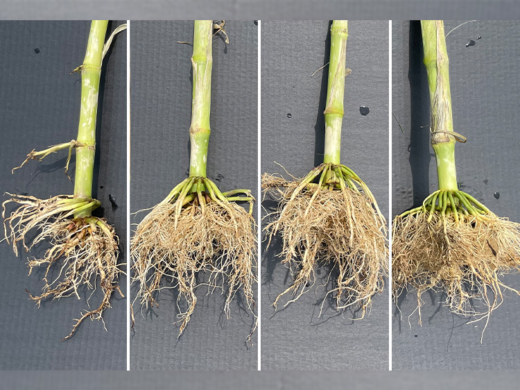 Check (left), Agrisure Duracade (middle left), Qrome (middle right), SmartStax (right) | Slater, I