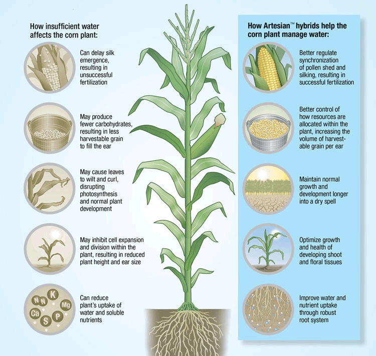 Infographic of corn plant explaining how Artesian hybrids help with water management