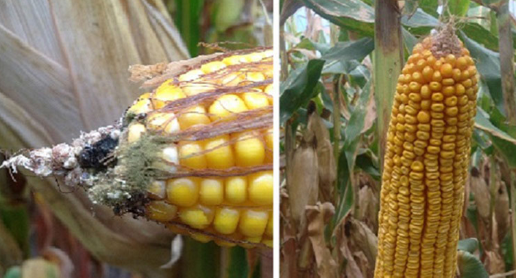 Non-trait corn hybrid compared to Agrisure Viptera corn hybrid