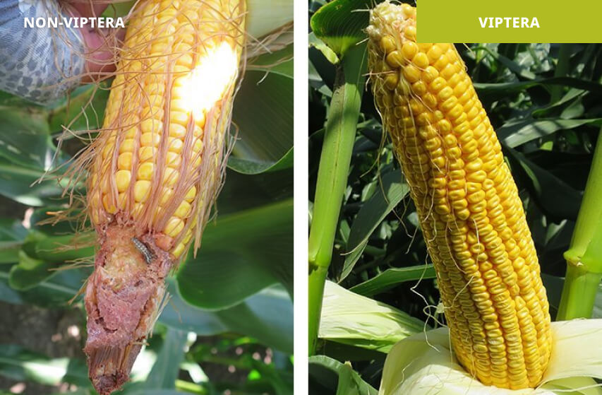 Competitor hybrid (left) vs. Hybrid with Viptera™ (right) | Columbia, Missouri 2017