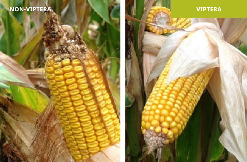 Hybrid without Viptera™ (left) vs. Hybrid with Viptera trait stack (right) | WBCW feeding, Yuma, Colorado 2013