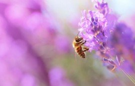 Bee Benefits