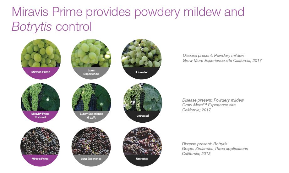 Miravis Prime provides powdery mildew and botrytis control