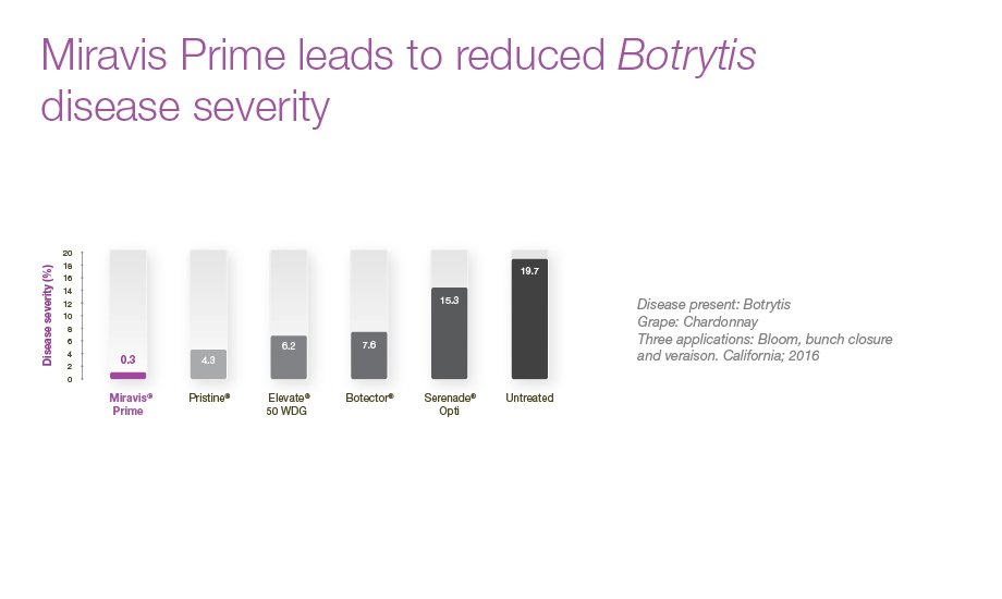 Miravis Prime leads to reduced botrytis disease severity