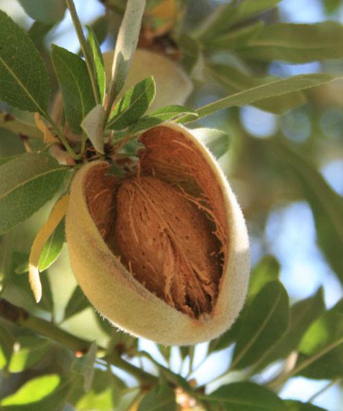 Healthy Almond