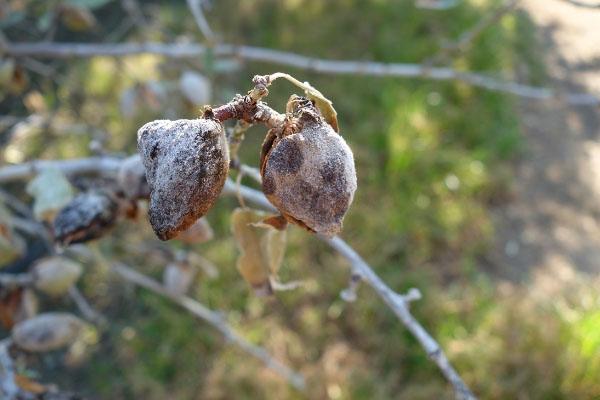 Untreated Almond