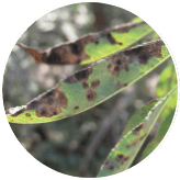Alternaria Leaf Spot