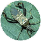 Leaffooted Plant Bug