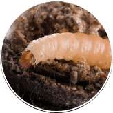 Navel Orangeworm