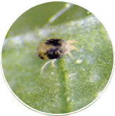 Spider Mites