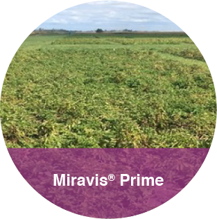 Potatoes Miravis Prime comparison photo.