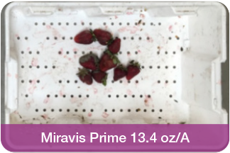 Miravis Prime Strawberries unmarketable comparison.