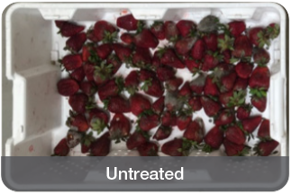 Untreated Strawberries unmarketable comparison.