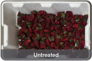 Untreated Strawberries comparison.