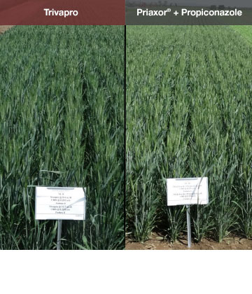 Trivapro-treated wheat is a healthier green in this WA trial.