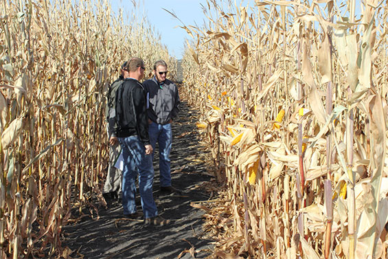 Working with GreenLeaf