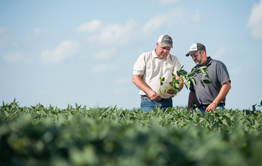 Syngenta Agriculture Business Unit