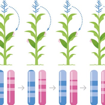 Double Haploid Induction