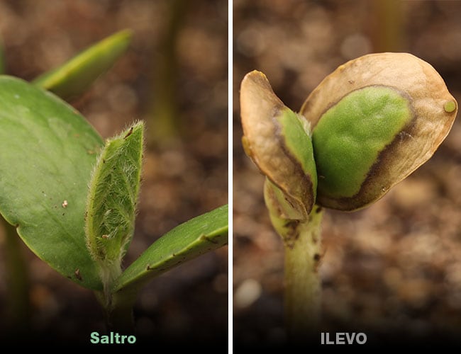 Saltro - Seed Treatment Product & Label Information | Syngenta US