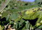 Alternaria Leaf Spot