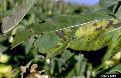 Alternaria Leaf Spot