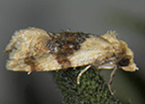 Banded Sunflower Moth