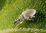 Gray Sunflower Seed Weevil