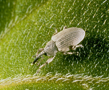 Gray sunflower seed weevil