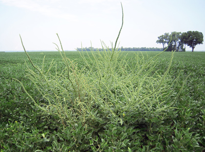 Palmer amaranth