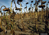 Phoma black stem