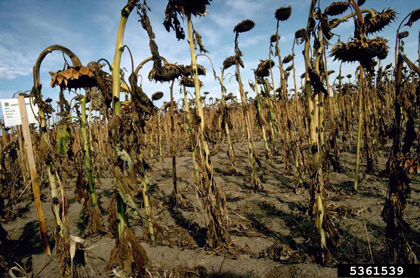 Phoma black stem