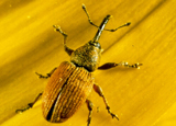 Red Sunflower Seed Weevil