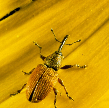 Red sunflower seed weevil