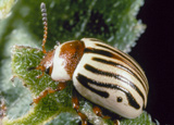 Sunflower beetle