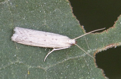 Sunflower moth