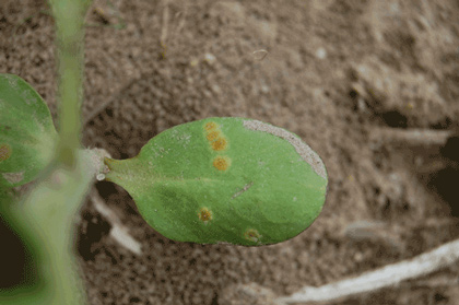 Sunflower Rust