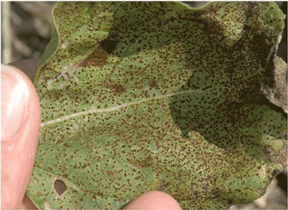 Sunflower Rust