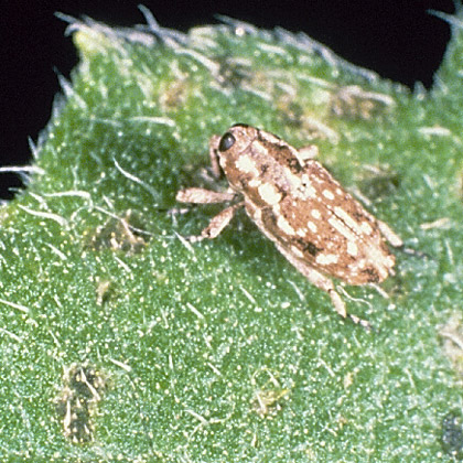 Sunflower stem weevil