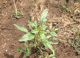 Waterhemp